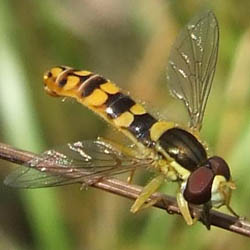Sphaerophoria interrupta